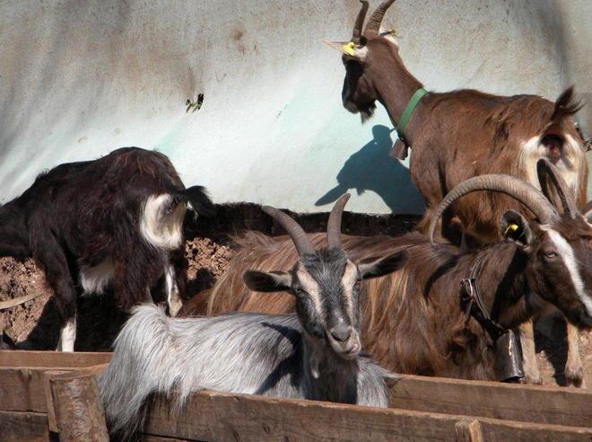 Cento capretti da salvare Esaurite le scorte di cibo