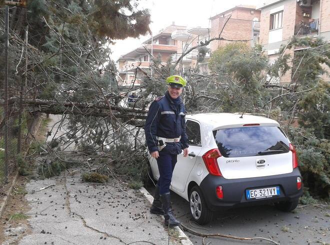 Ramo si stacca dall’albero e danneggia auto parcheggiata