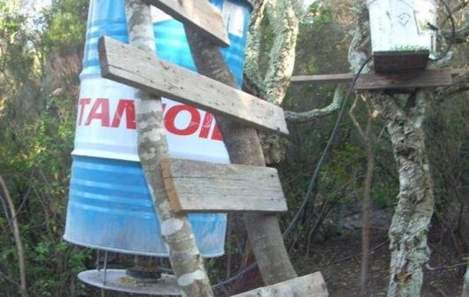 Cinghiali, animalisti contro la Regione 
