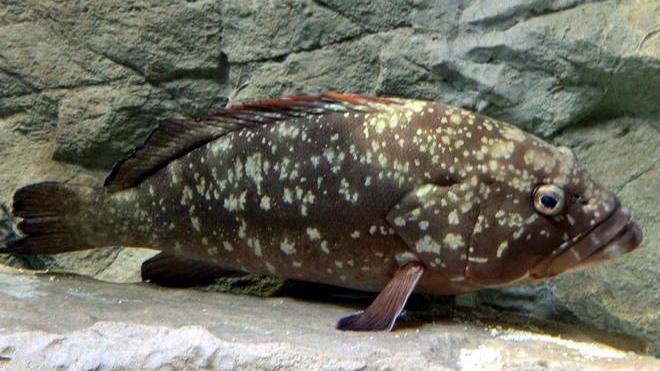 L’Acquario si rifà il look più vasche e specie marine