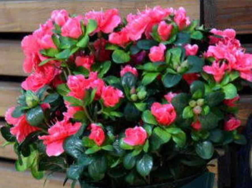 Una azalea per la ricerca domani in Logge di Banchi