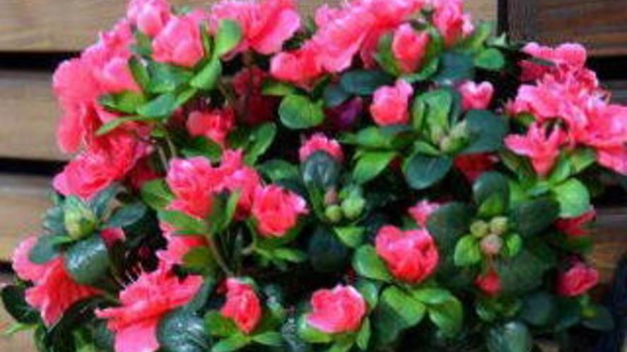 Una azalea per la ricerca domani in Logge di Banchi
