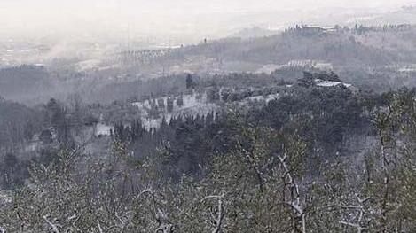 Strage nell’orto a causa del freddo paura per gli olivi
