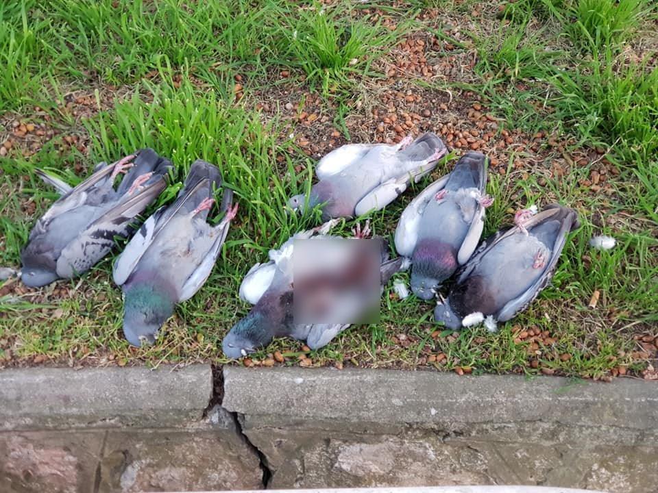 Strage di piccioni: sono stati avvelenati