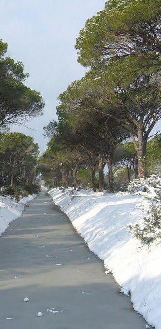 La Maremma in ginocchio per il gelo 