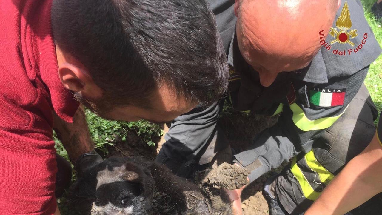 I vigili del fuoco salvano un cane