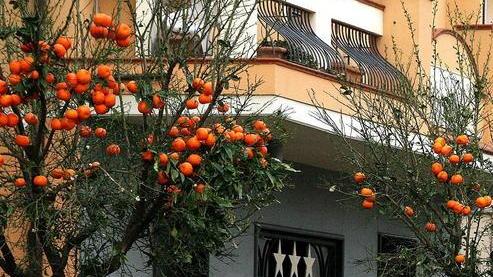 Bruciate dal gelo le piante d’arancio lungo l’Aurelia