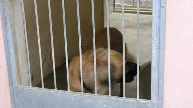 Tutela degli animali, si cambia Canili in rete per le adozioni