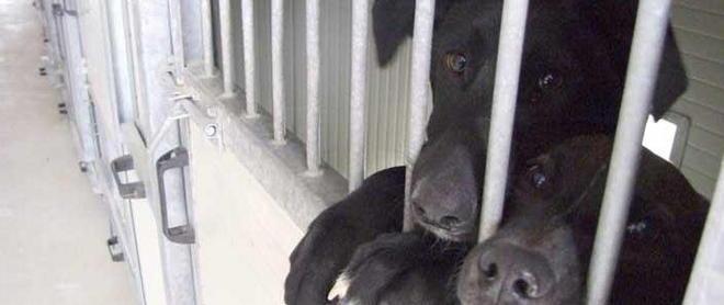 Più controlli e multe a tutela di Fido 