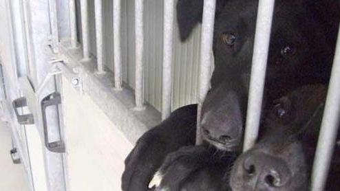 Più controlli e multe a tutela di Fido