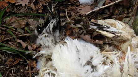 Resti satanici con polli e lumini vicino a Rio Buti