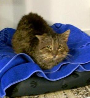 Gatto Ciccio, vecchio micio salvato dal freddo