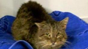 Gatto Ciccio, vecchio micio salvato dal freddo