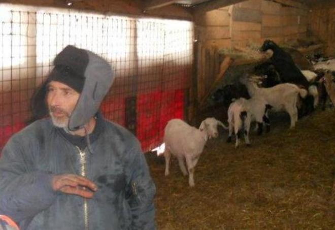 Gelo, danni agli animali e alle olive 