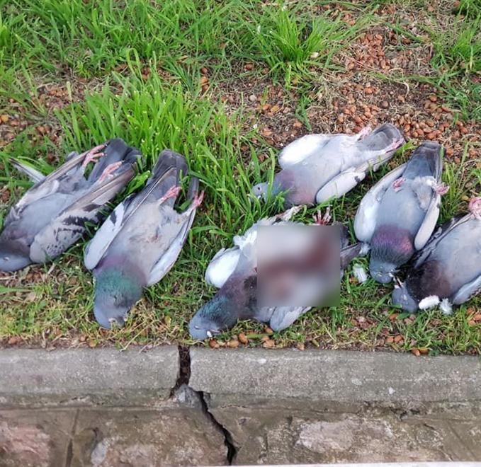 Strage di piccioni: sono stati avvelenati 