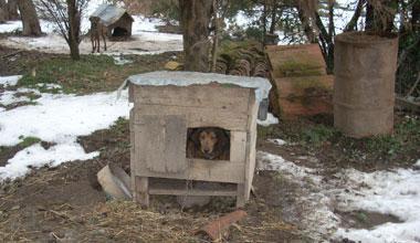 Cani maltrattati fino alla morte, scoperto un canile lager 
