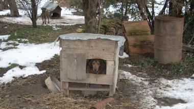 Cani maltrattati fino alla morte, scoperto un canile lager