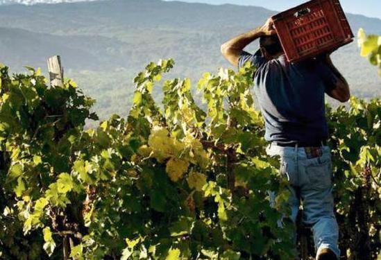 Dove nascono profumi e sapori del vino