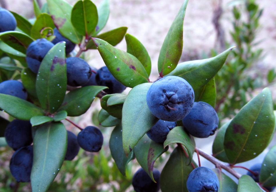Storie &amp; Sapori/ Mirto, la pianta sacra della mitologia è diventata farmaco e liquore 