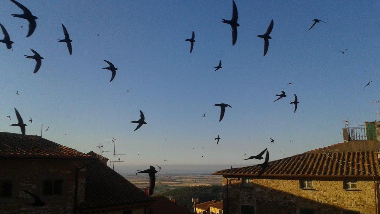 Rondoni in volo sui tetti del centro storico di Campiglia