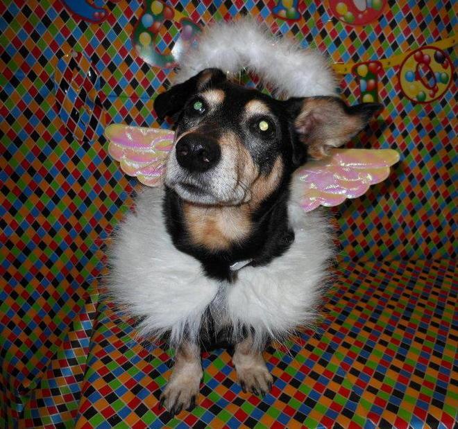 Un Carnevale in maschera anche per l’amico Fido