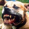 Pitbull al guinzaglio ferisce una donna e il suo cane 