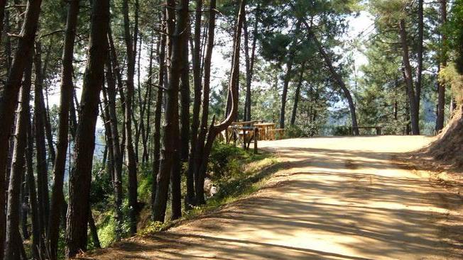 Nuovo look per la Panoramica: via le piante pericolanti