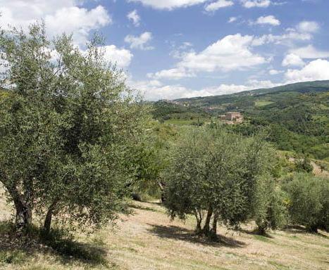 Il gelo fa strage di olivi Secche 9 piante su 10 