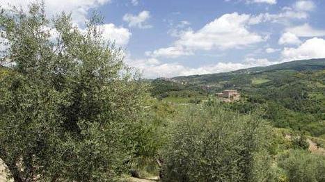 Il gelo fa strage di olivi Secche 9 piante su 10
