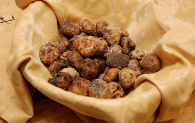 Finalmente, spunta il tartufo marzuolo 
