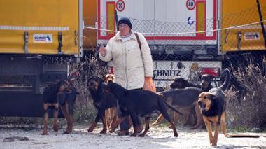 Camionista muore sbranato da un branco di cani al Biscottino