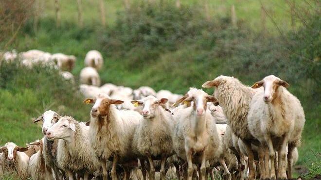 «Riapriamo il tavolo per il prezzo del latte»
