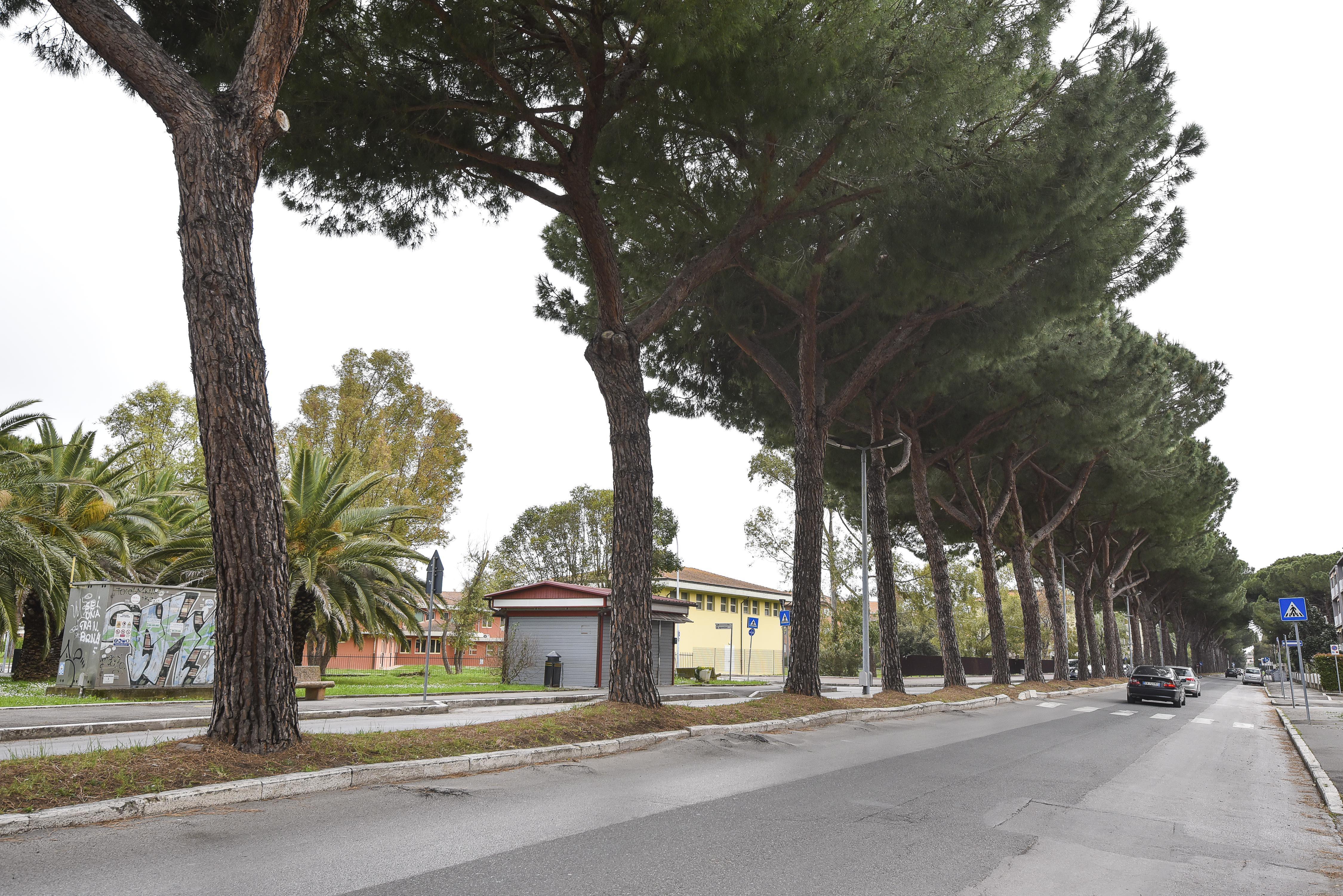 I pini di viale Mascagni (foto Agenzia Bf)