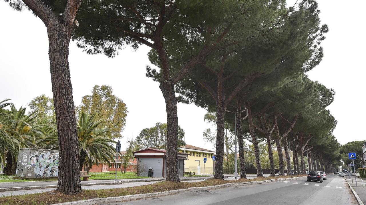 I pini di viale Mascagni (foto Agenzia Bf)