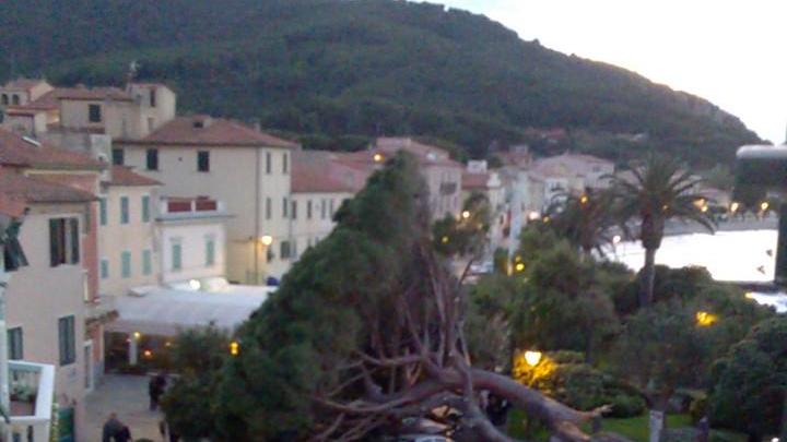 Un grande pino cade in piazza e travolge le auto parcheggiate