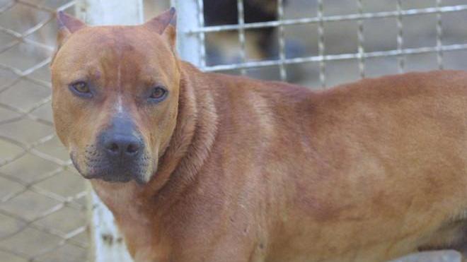 «Quei pitbull sono troppo pericolosi»