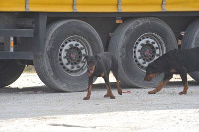 Camionista sbranato da cani. Indagato titolare del piazzale dell’orrore 
