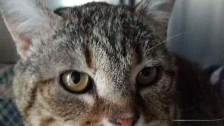 Jacopo, gatto salvato dalla colonia ha bisogno di trovare una casa
