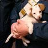 Cucciolo gettato in un cassonetto dell’immondizia 