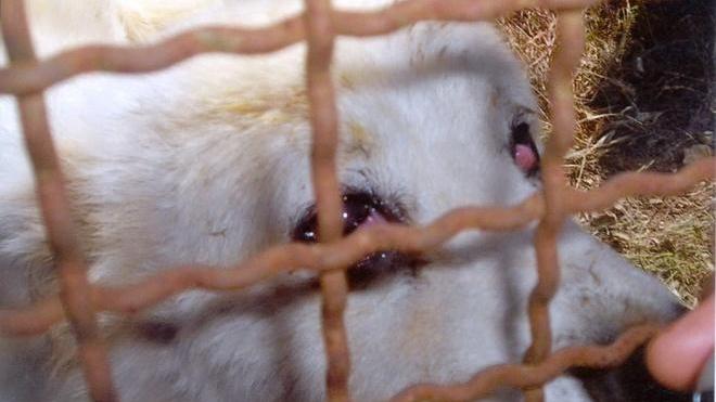 Canile abusivo con 13 animali sequestrato dai vigili urbani