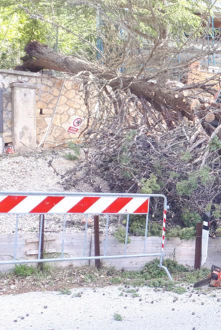 Nuova scuola, crollato un pino sulla strada