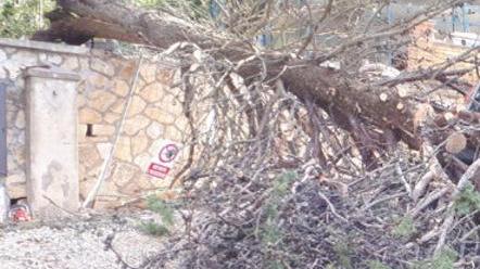 Nuova scuola, crollato un pino sulla strada