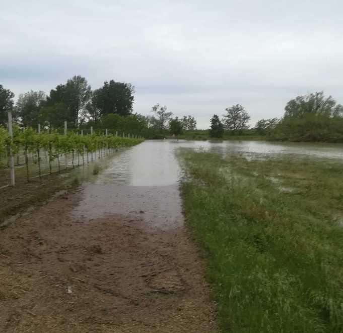 Rapido aumento del Po L’allarme di Coldiretti 
