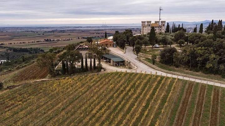 Uno scorcio dei vigneti di Monte Solaio a Campiglia Marittima