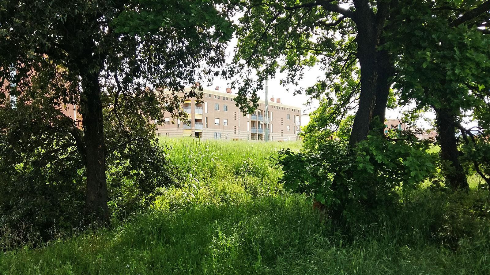 Dall’alveo del ruscelletto che taglia in due la Scopaia si notano sullo sfondo gli edifici di via Olanda