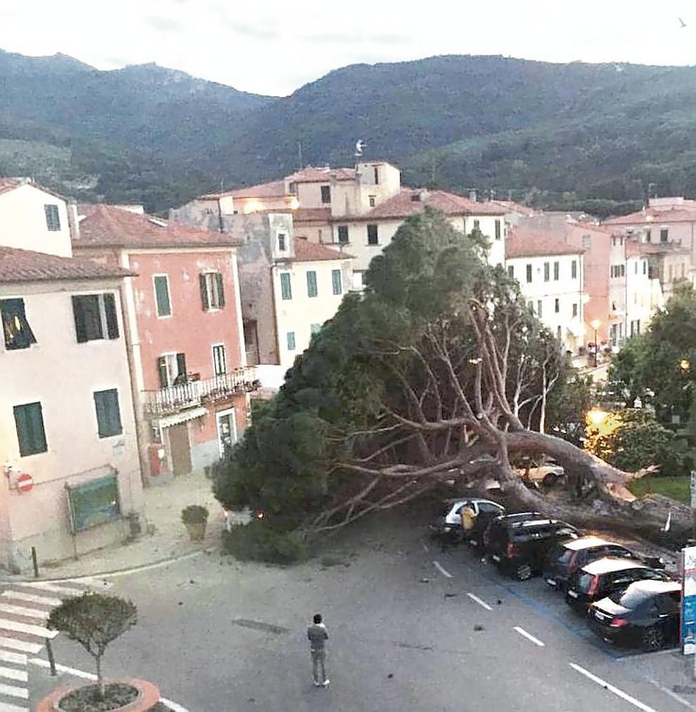 Uno dei primi scatti fotografici del grande pino caduto