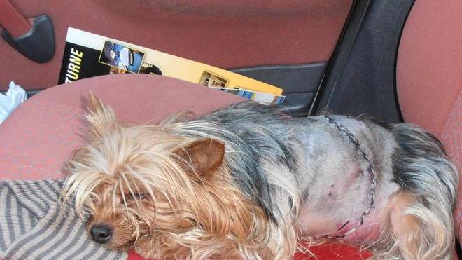 Scappa e azzanna cagnolino e padrone