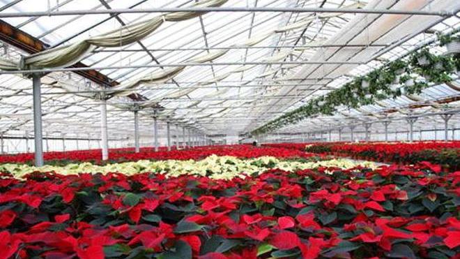 Floramiata: futuro sempre più buio