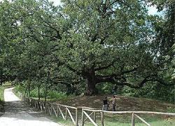 La Quercia di Pinocchio diventa monumento nazionale 