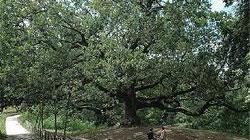 La Quercia di Pinocchio diventa monumento nazionale